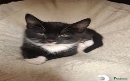 Domestic Shorthair cats for sale: 9 week old kitten - Image 1