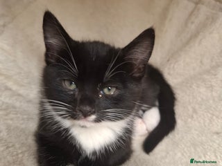 Domestic Shorthair cats for sale - Advert 1