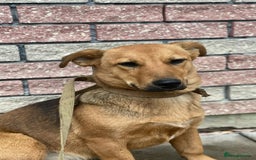 Mixed Breed dogs for adoption: 💖🐶 RAHDA 🐶💖 - Image 12