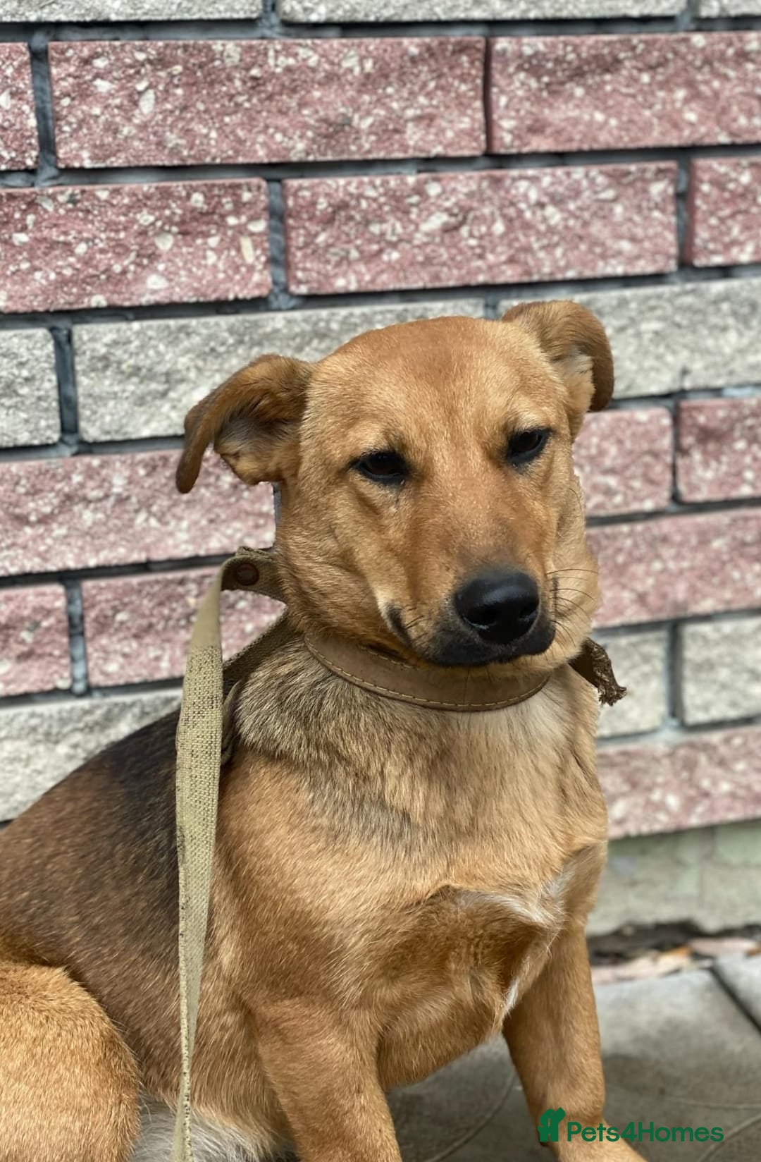 Mixed Breed dogs for adoption: 💖🐶 RAHDA 🐶💖 - Image 12