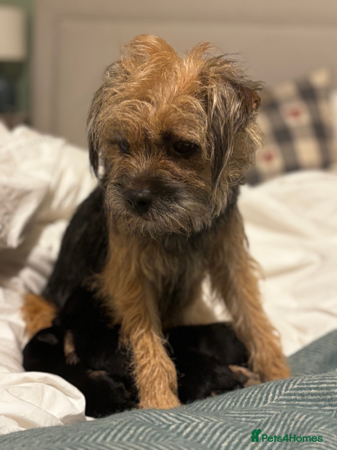Border Terrier dogs for sale: Beautiful KC registered Border Terrier boys  - Advert 3