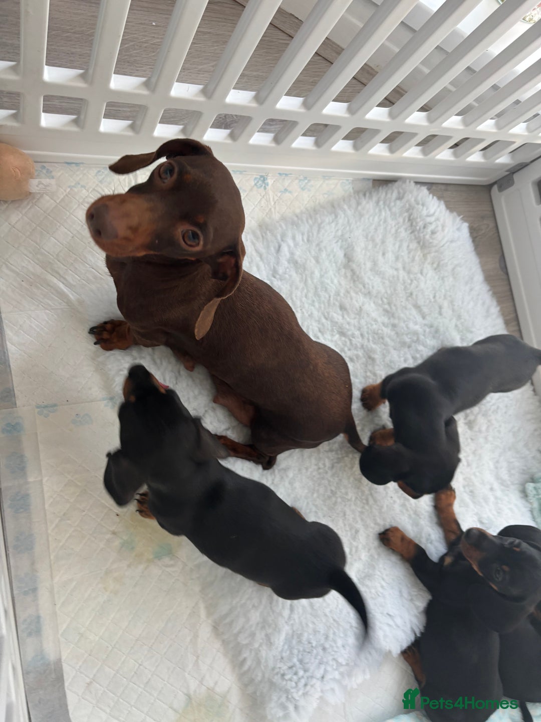 Miniature Dachshund dogs for sale: 3 male miniature dachshunds Black and Tan  - Image 5