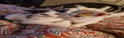 Mixed Breed cats for sale: 6 beautiful kittens ready for new homes - Advert 14