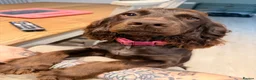 Cocker Spaniel dogs for sale: Female Chocolate Cocker Spaniel (1 year old) - Advert 1