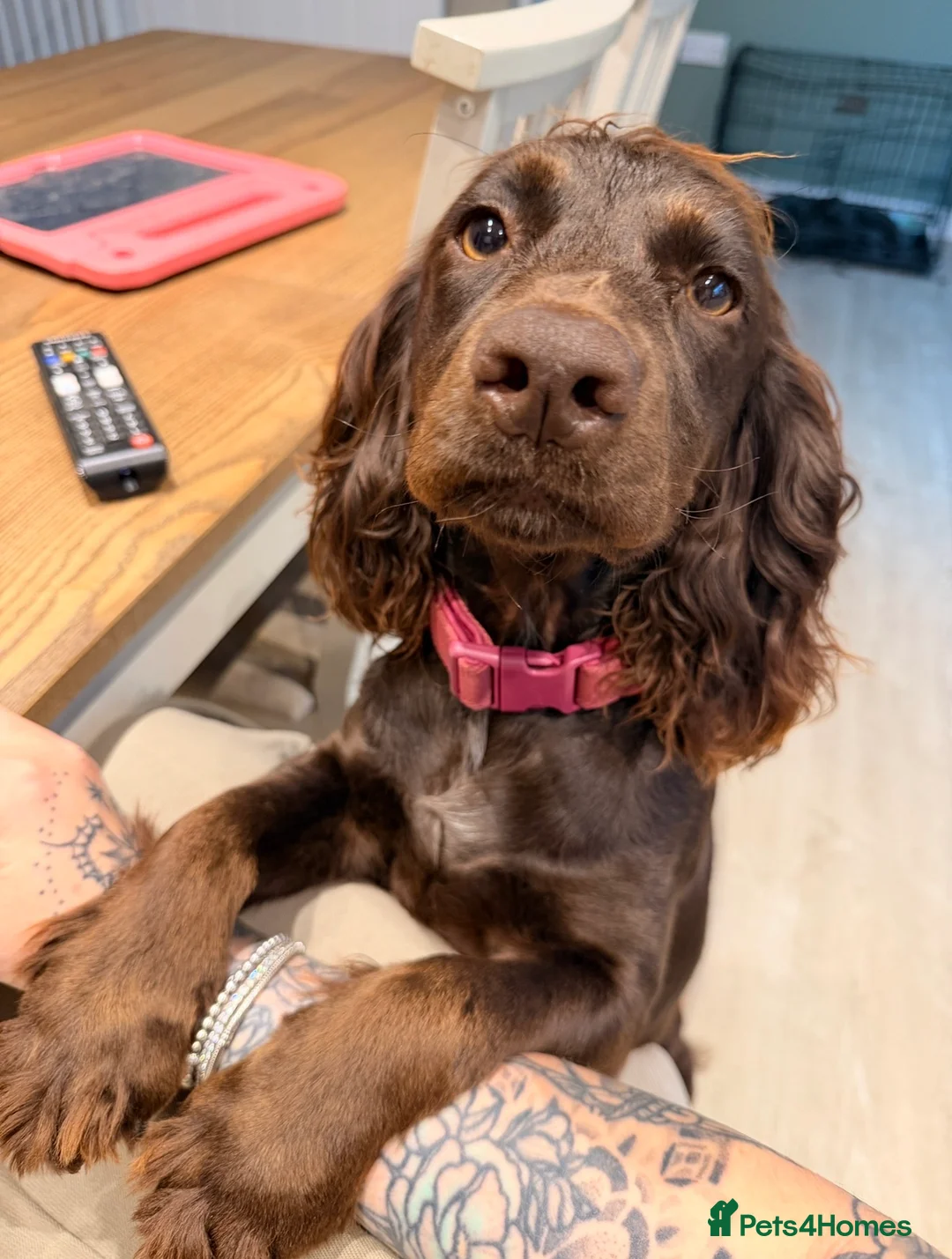 Cocker Spaniel dogs for sale: Female Chocolate Cocker Spaniel (1 year old) - Advert 1