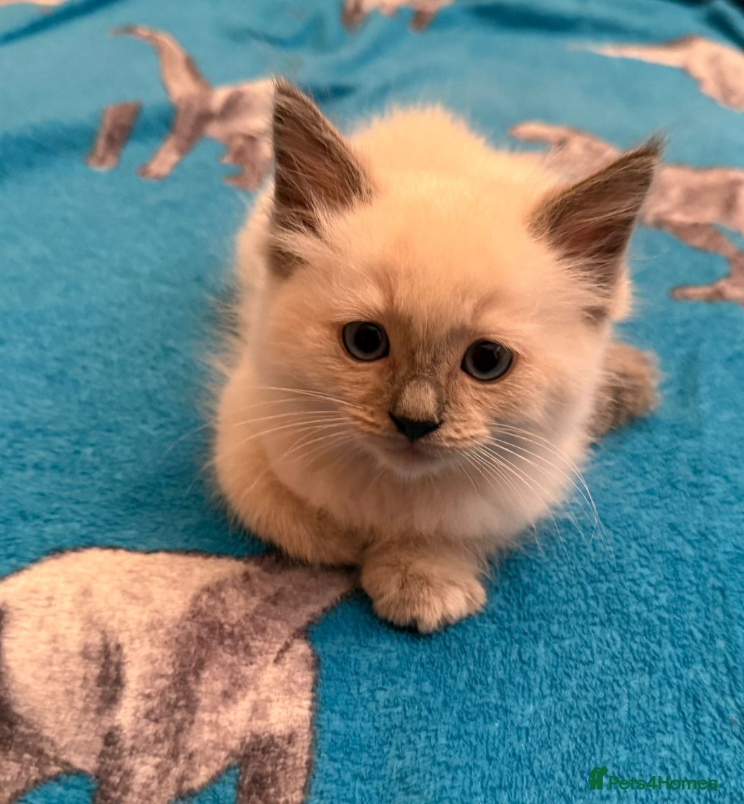 Ragdoll cats for sale: GCCF Champion Mink & blue point Ragdolls - Image 6