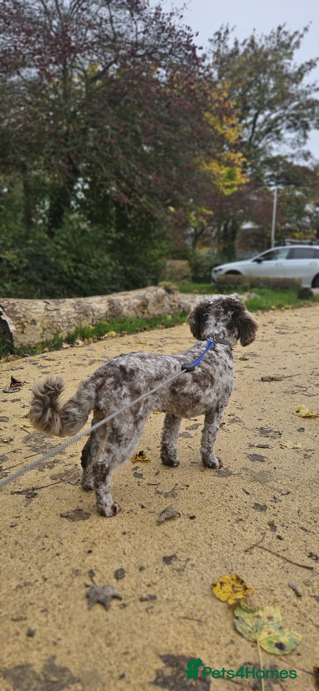 Cockapoo dogs for sale: Mr David  - Image 14