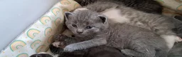Mixed Breed cats for sale: British shorthair cross kittens  - Advert 2