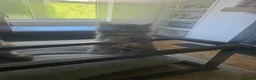 Maine Coon cats for sale: Maine coon kittens  - Advert 8