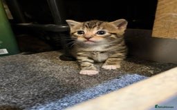 Mixed Breed cats for sale: Three Sweet Kittens Ready for a Loving Home - Image 6