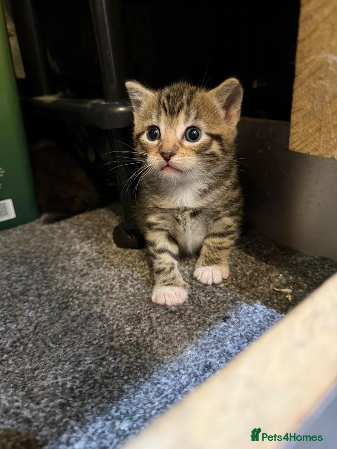 Mixed Breed cats for sale: Three Sweet Kittens Ready for a Loving Home - Image 6