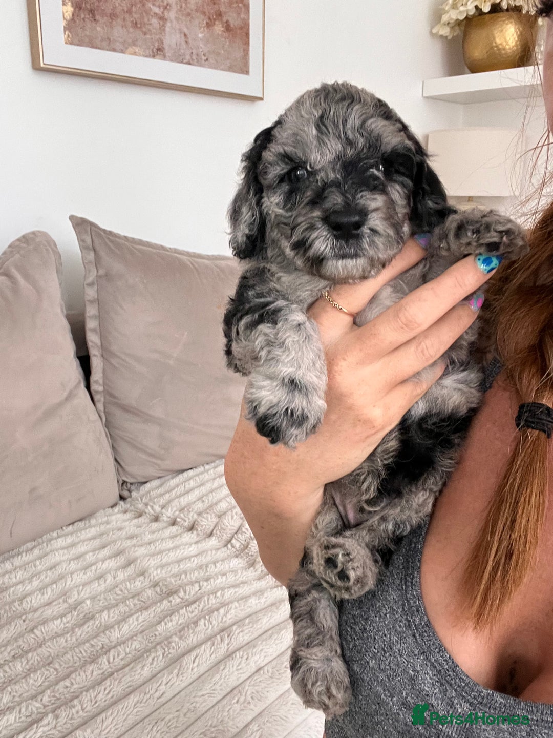 Sproodle dogs for sale: Sproodle puppies  - Image 11