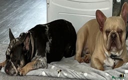 French Bulldog dogs for sale: 2 x French bulldogs  - Image 5