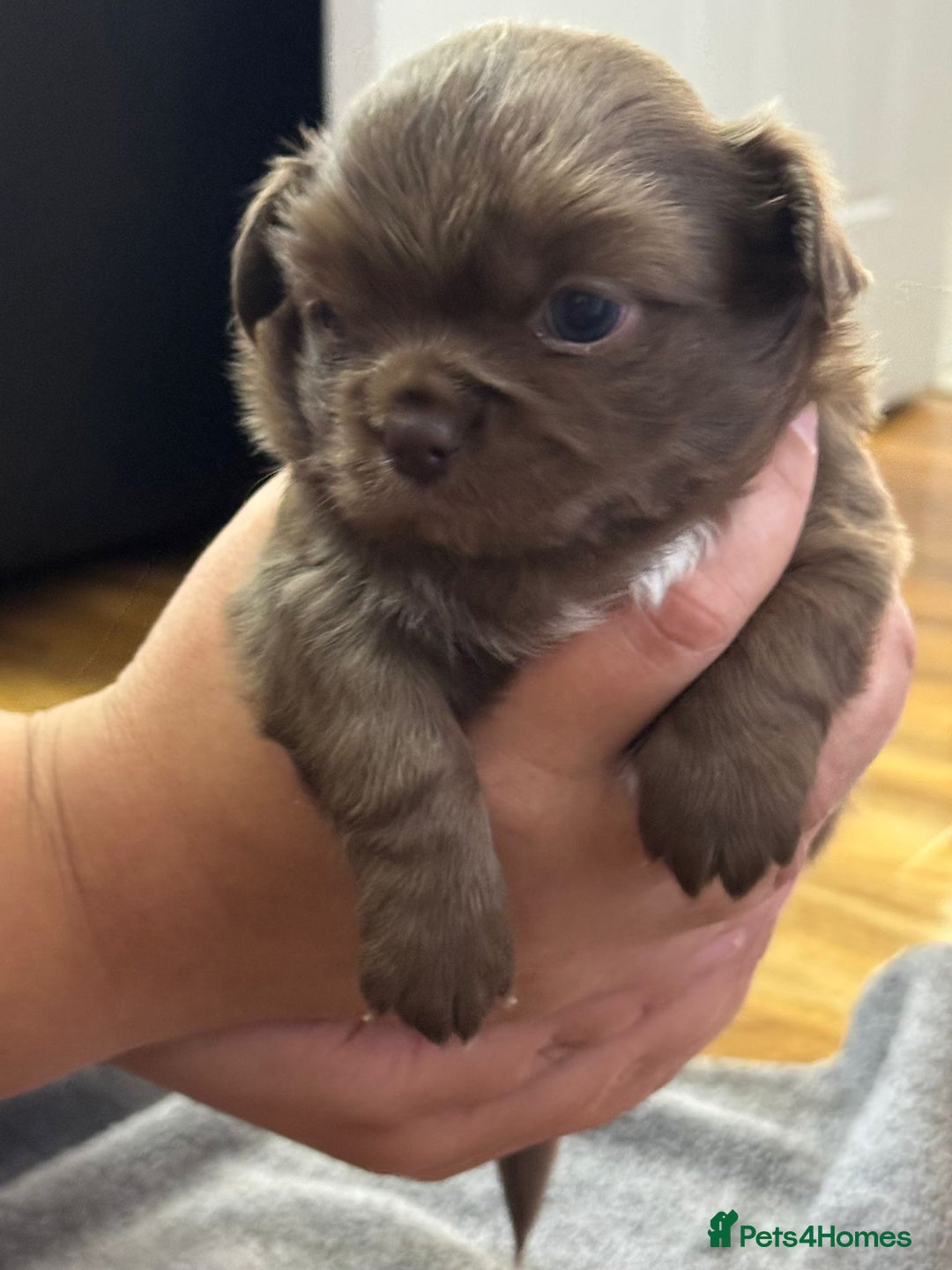 Chihuahua dogs for sale: Beautiful Long Coat Chihuahua Puppies - Image 4