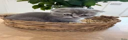 Scottish Fold cats for sale: Scottish fold  - Advert 9