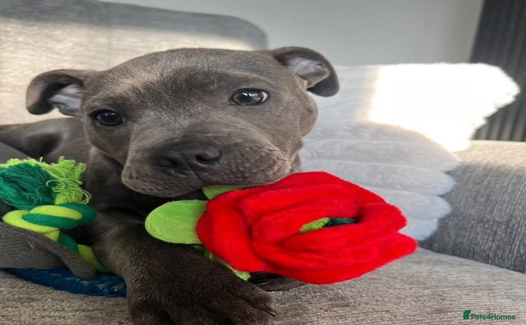 Staffordshire Bull Terrier dogs - Advert 9