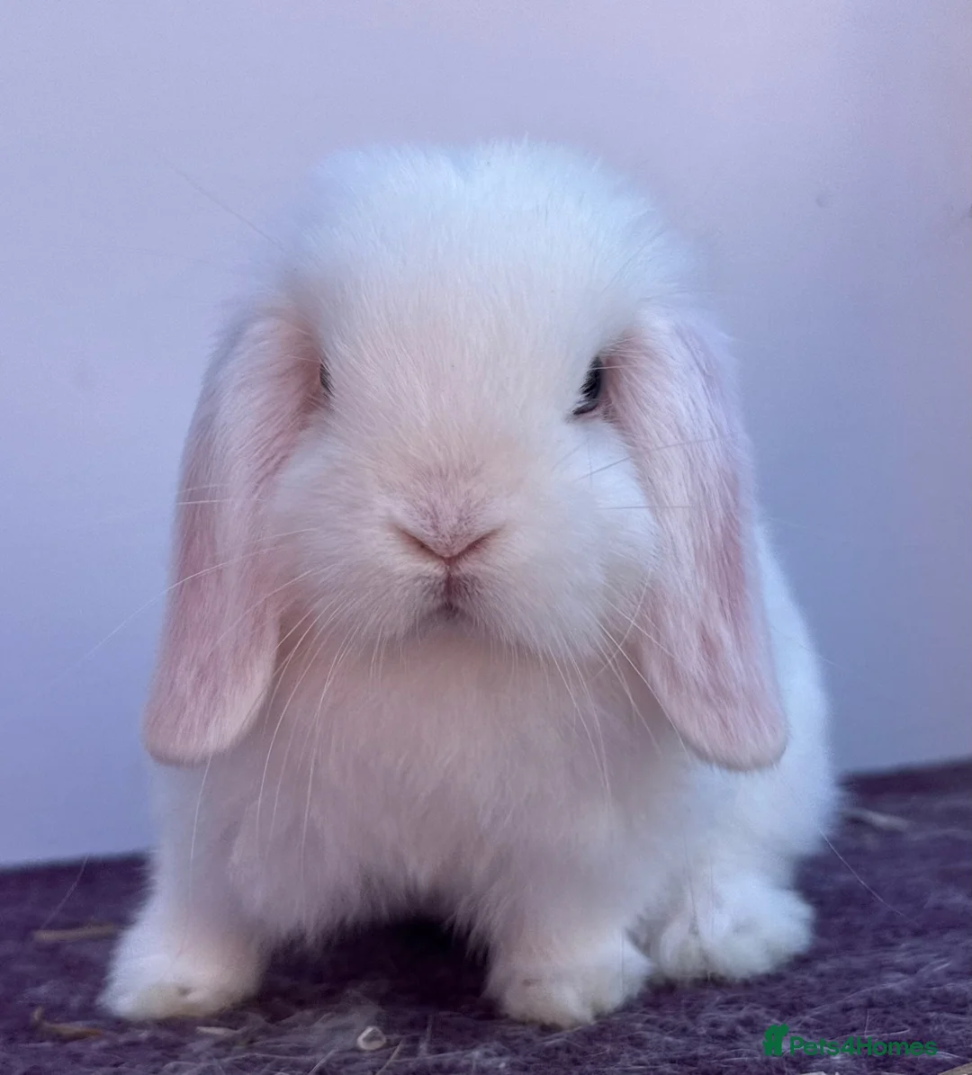 Mini Lop rabbits for sale: Blue eyed white buck - Advert 2