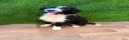 Mixed Breed dogs for sale: Ted - ColliePoo - Rehoming in Wellington - Advert 5