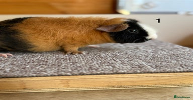 Guinea Pig rodents - Advert 3