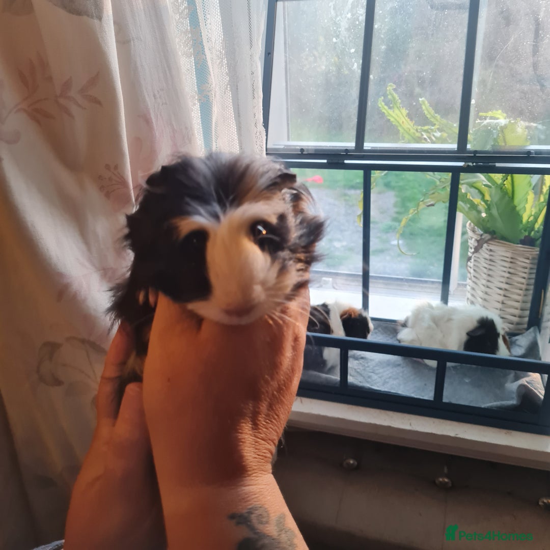 Guinea Pig rodents for sale: 2 male, 3 female guinea pigs for sale - Image 5