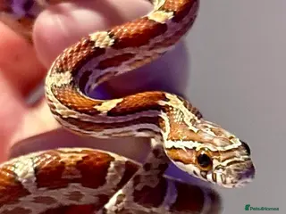 Corn Snake reptiles Cornsnake - Male - Advert 3