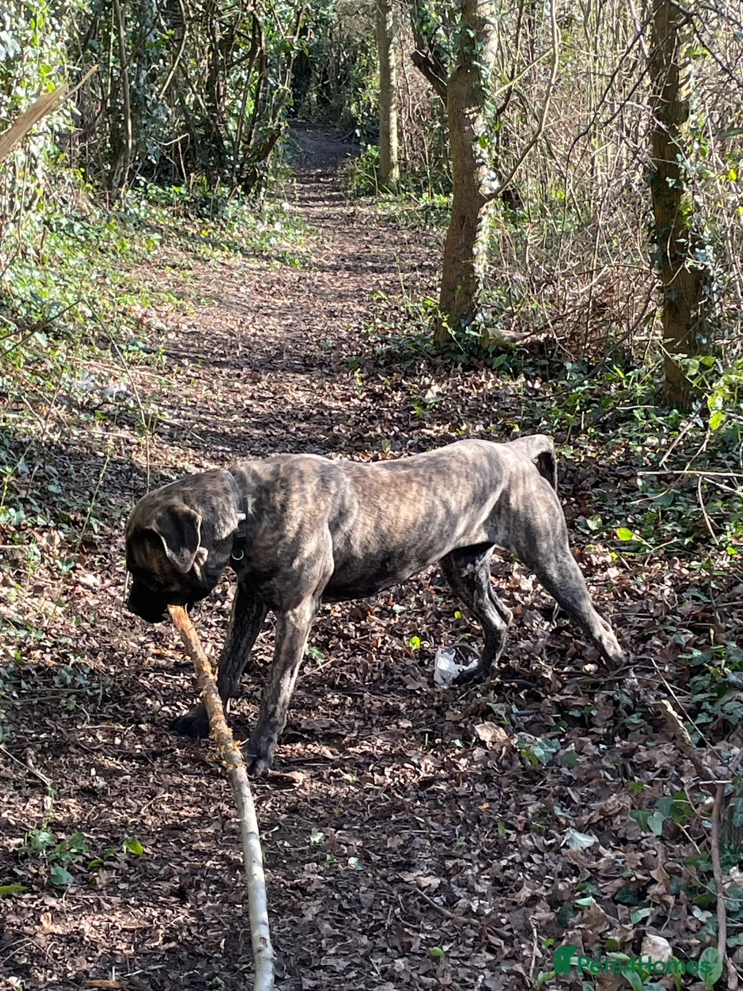 Presa Canario dogs for sale: Simba in Leamington Spa - Advert 2