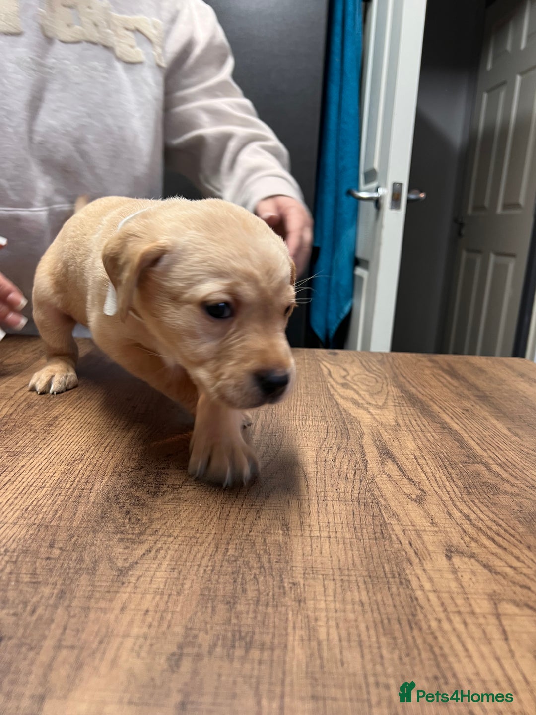 Labrador Retriever dogs for sale: Litter of 8 lab pups ready for new life adventure - Advert 10