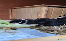 Guinea Pig rodents for sale: Baby Guinea Pigs For Sale - Image 5