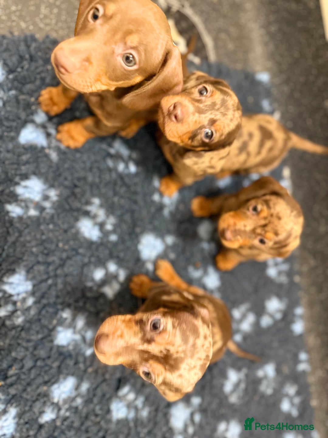 Miniature Dachshund dogs for sale: Mini Dachshunds  - Advert 15