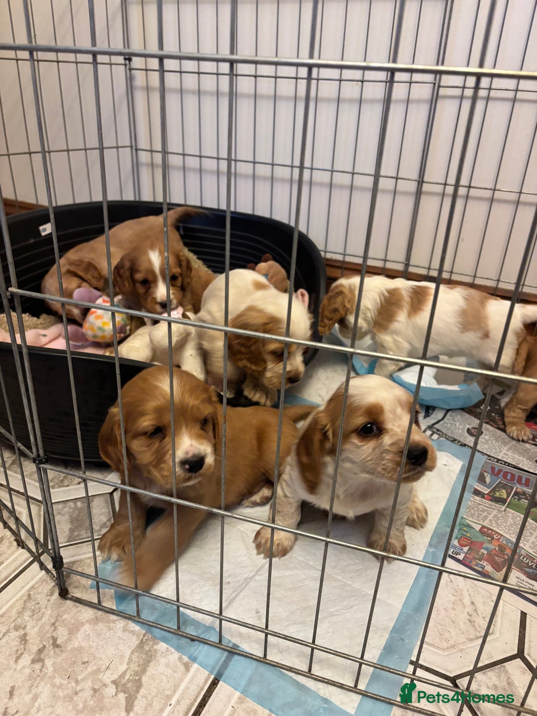 Cocker Spaniel dogs for sale: KC reg cocker spaniels  - Advert 4