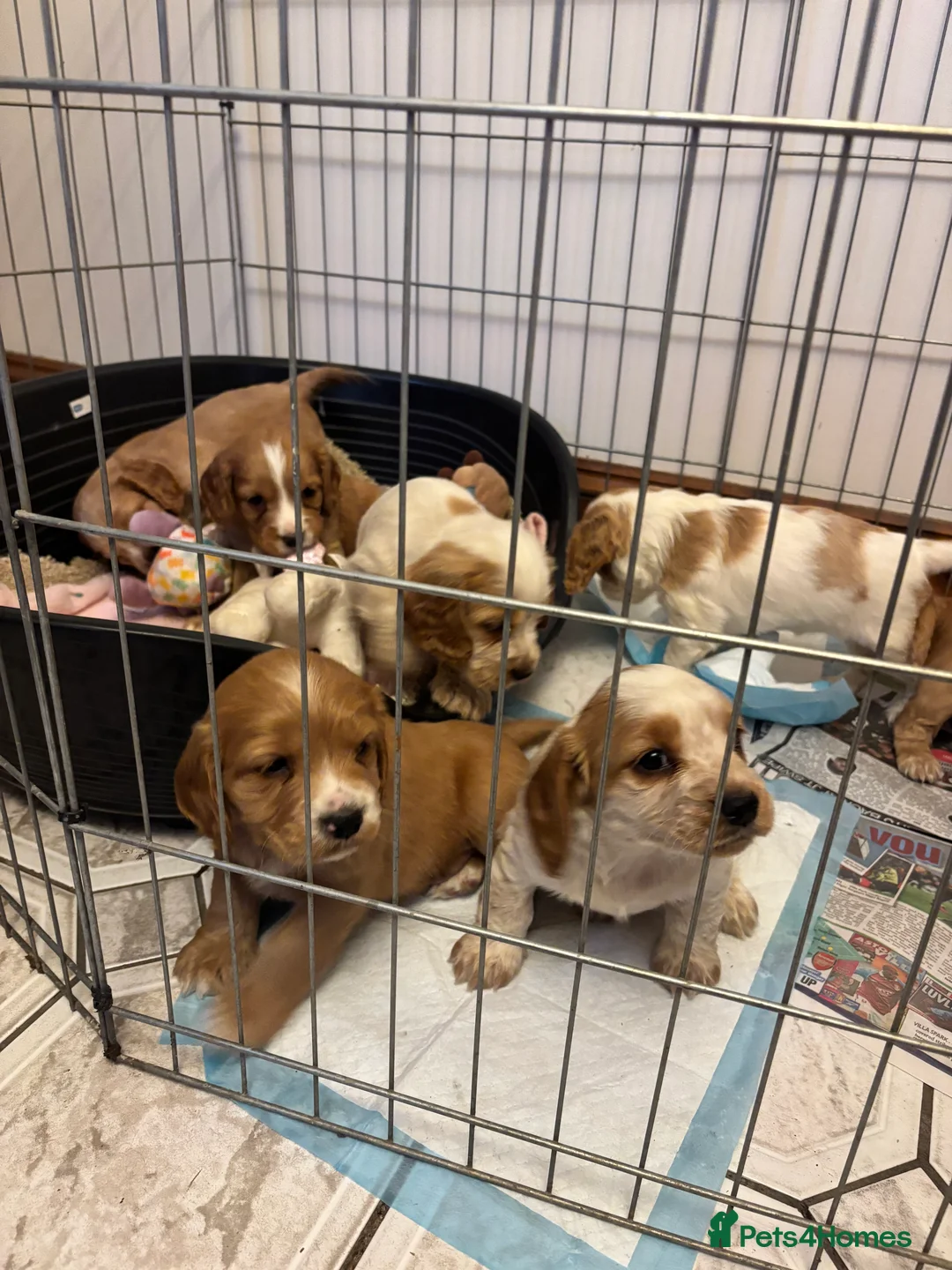 Cocker Spaniel dogs for sale: KC reg cocker spaniels  - Advert 6