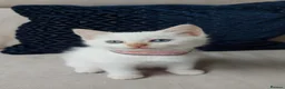 Siamese cats for sale: STUNNING Flame Point Siamese Kittens - Advert 21