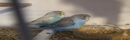 Budgerigars birds for sale: Baby Boy Budgie  7 Weeks old - Advert 1