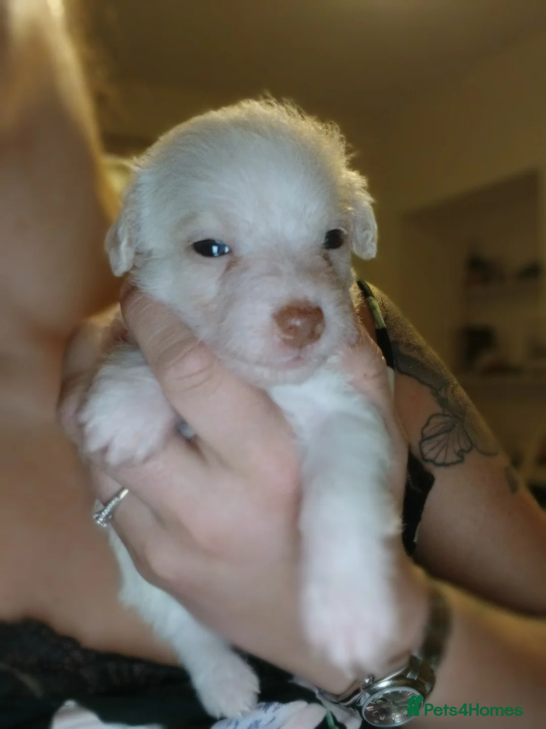 Jackapoo dogs for sale: 🌈 Gorgeous Rainbow Jackapoo Puppies in Newcastle upon Tyne - Advert 5