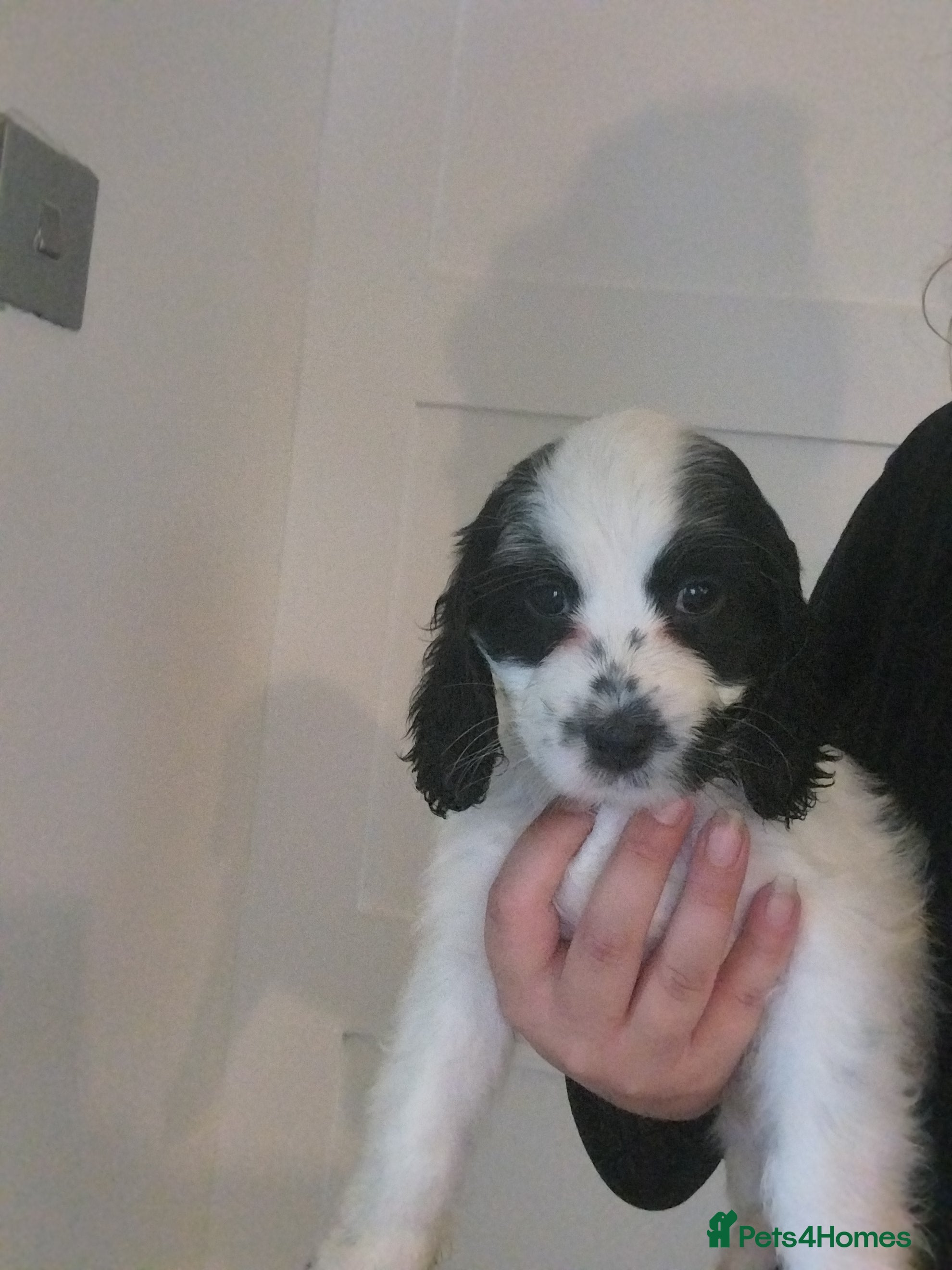 Cockapoo dogs F1b girl black and white cockapoo puppie - Advert 18