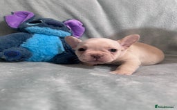 French Bulldog dogs for sale: 5 Male French Bulldog Puppies - Image 4