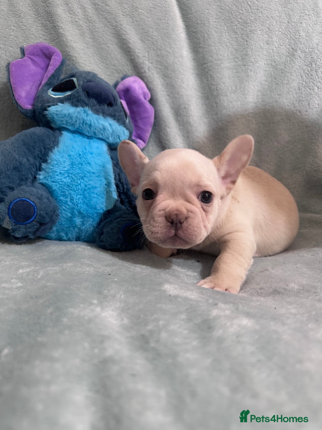 French Bulldog dogs for sale: 5 Male French Bulldog Puppies - Image 4
