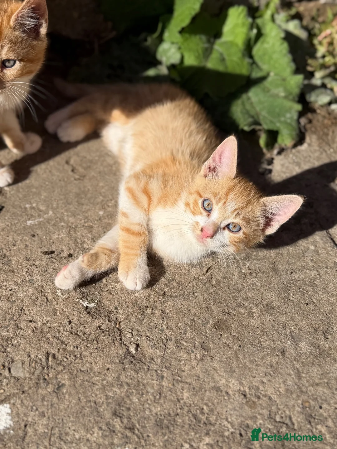 Mixed Breed cats for sale: Two boy ginger kittens  - Advert 2
