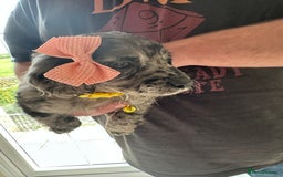 Mixed Breed dogs for sale: Beautiful Sproodle puppies stunning  - Image 30