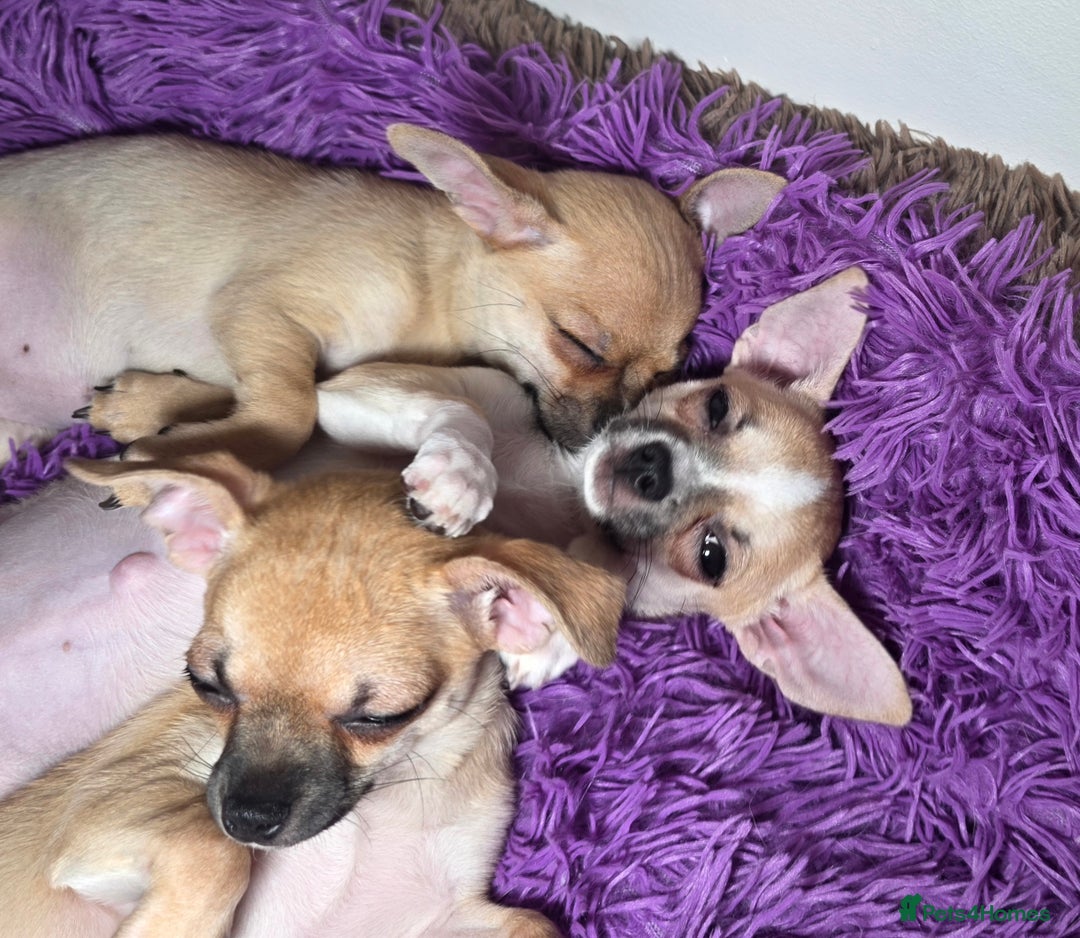 Chihuahua dogs for sale: CHIHUAHUA Girls Ready To Go - Advert 4