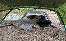 Chickens poultry for sale: Beautiful young  blue/grey Cochin cockerel  - Image 3