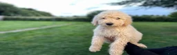 Goldendoodle dogs for sale: Standard GoldenDoodle Puppies - Advert 5