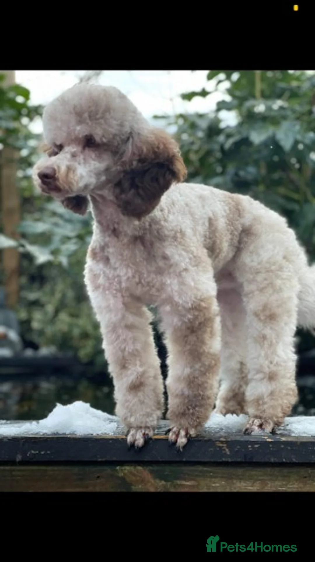 Poodle dogs for stud: KING OF THE WEST MIDLANDS CHOCOLATE MERLE POODLE in Worcester - Advert 2