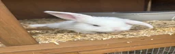 French Lop rabbits for sale: Beautiful French lop rabbits  - Advert 11