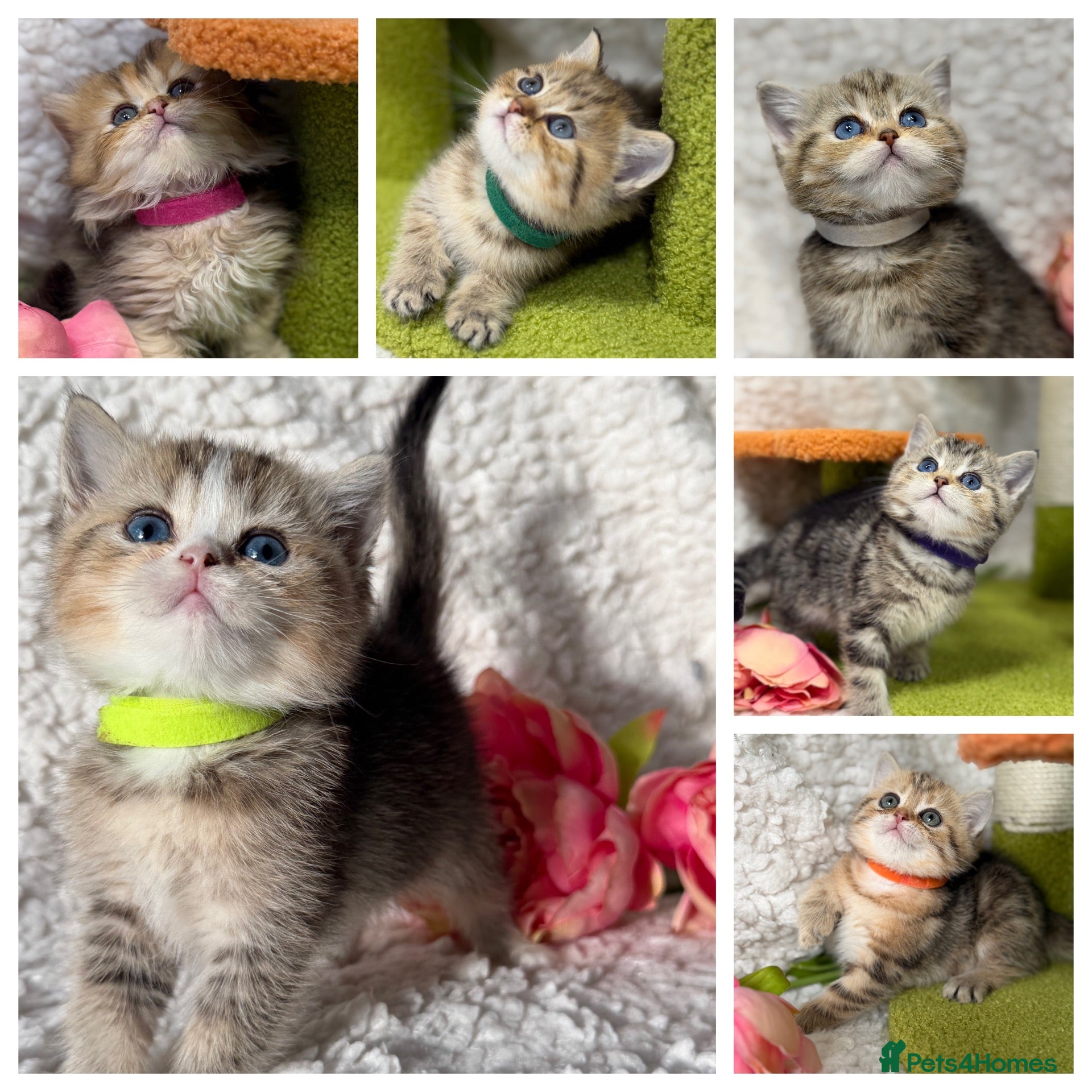 British Shorthair cats British sh/longhair odd/blue eyed golden kittens - Advert 8