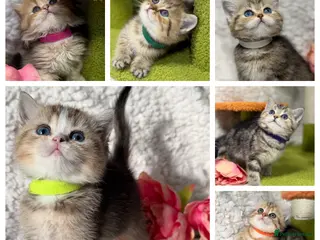 British Shorthair cats British sh/longhair odd/blue eyed golden kittens - Advert 2