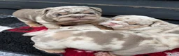 English Bulldog dogs for sale: British bull dog puppy’s  - Advert 15