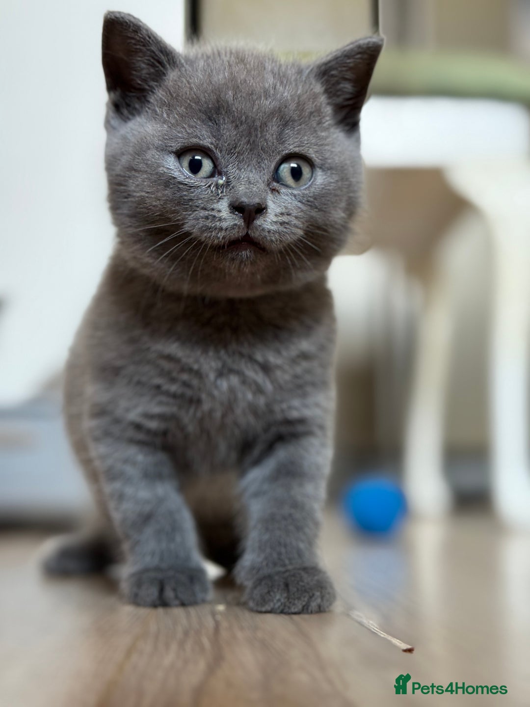 British Shorthair cats for sale: 🏡 Vaccinated Bsh kittens - GCCF parents - Image 16
