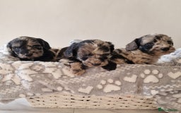 Cockapoo dogs for sale: F1 show type miniature cockapoo  - Image 4