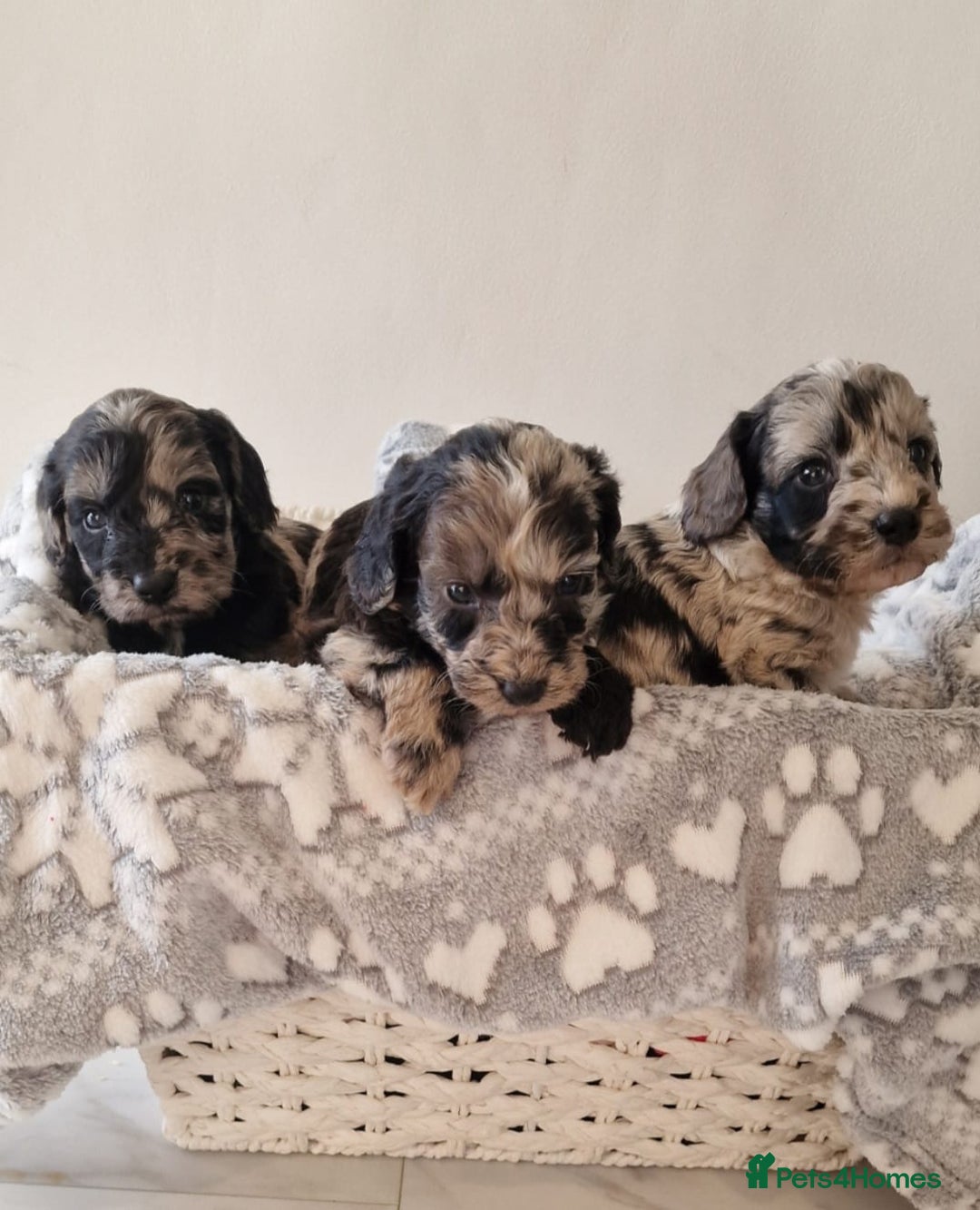 Cockapoo dogs for sale: F1 show type miniature cockapoo  - Image 4